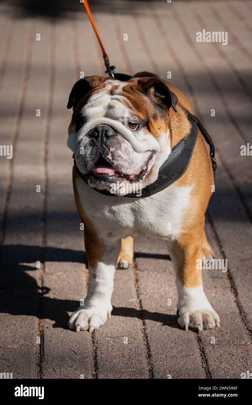Ritratto di bulldog inglese, razza di cane al guinzaglio, amico pesante. colori marrone e bianco. Zampe. Pavimento marciapiede. In posa. Foto Stock