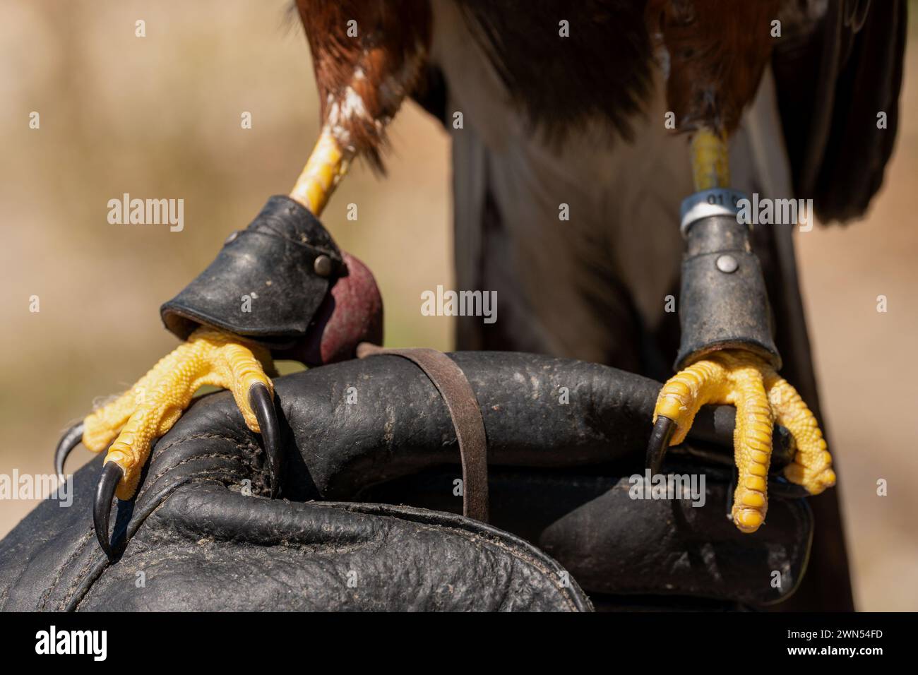 Artigli gialli, primo piano. Falco dalla coda rossa in piedi su guanto in pelle nera. Accipitriformes. Animale insolito. Sfondo sfocato. Foto Stock