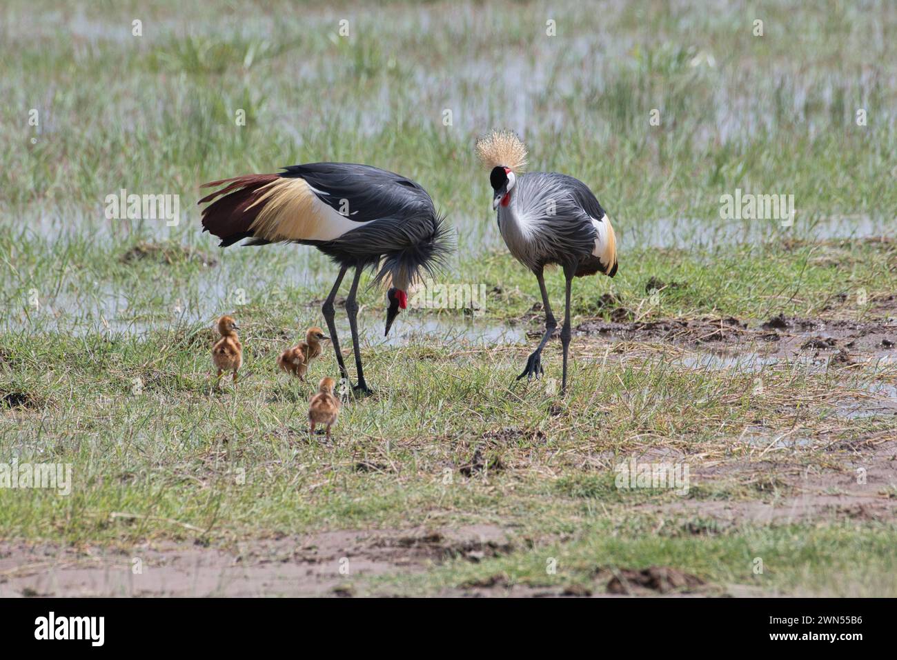 Gru a corona grigia (Balearica regulorum), nota anche come gru a corona meridionale. Abbinalo a tre giovani pulcini Foto Stock