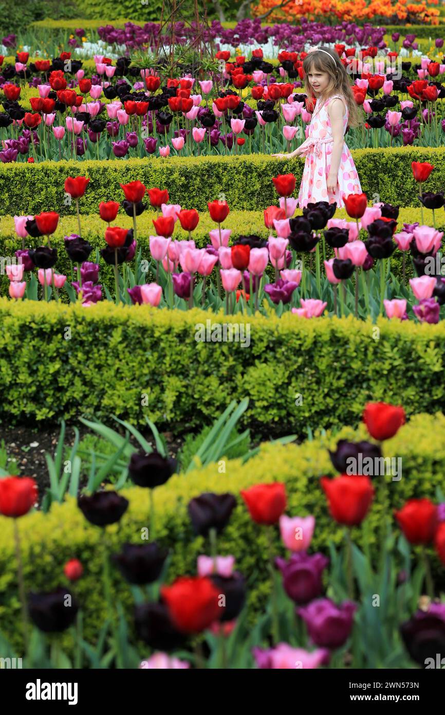 21/04/14 Suzanne Roberts (6), godendosi un momento di sole festivo, salta attraverso i tulipani del castello di Arundel nel West Sussex. C'è il castello di tuli Foto Stock