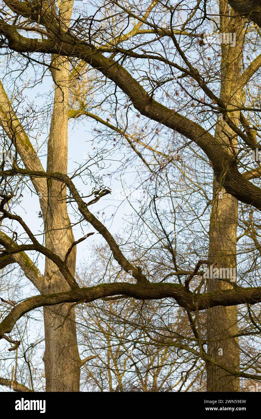 Tronchi e rami di alberi senza fogliame in una foresta, alberi con cielo blu sullo sfondo Foto Stock