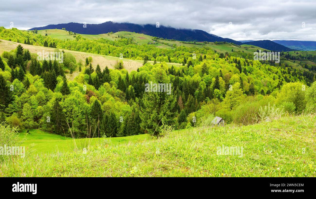 paesaggio della campagna dei carpazi in primavera. paesaggio alpino con prati erbosi e colline boscose in una giornata coperta. area rurale montana di trasc Foto Stock
