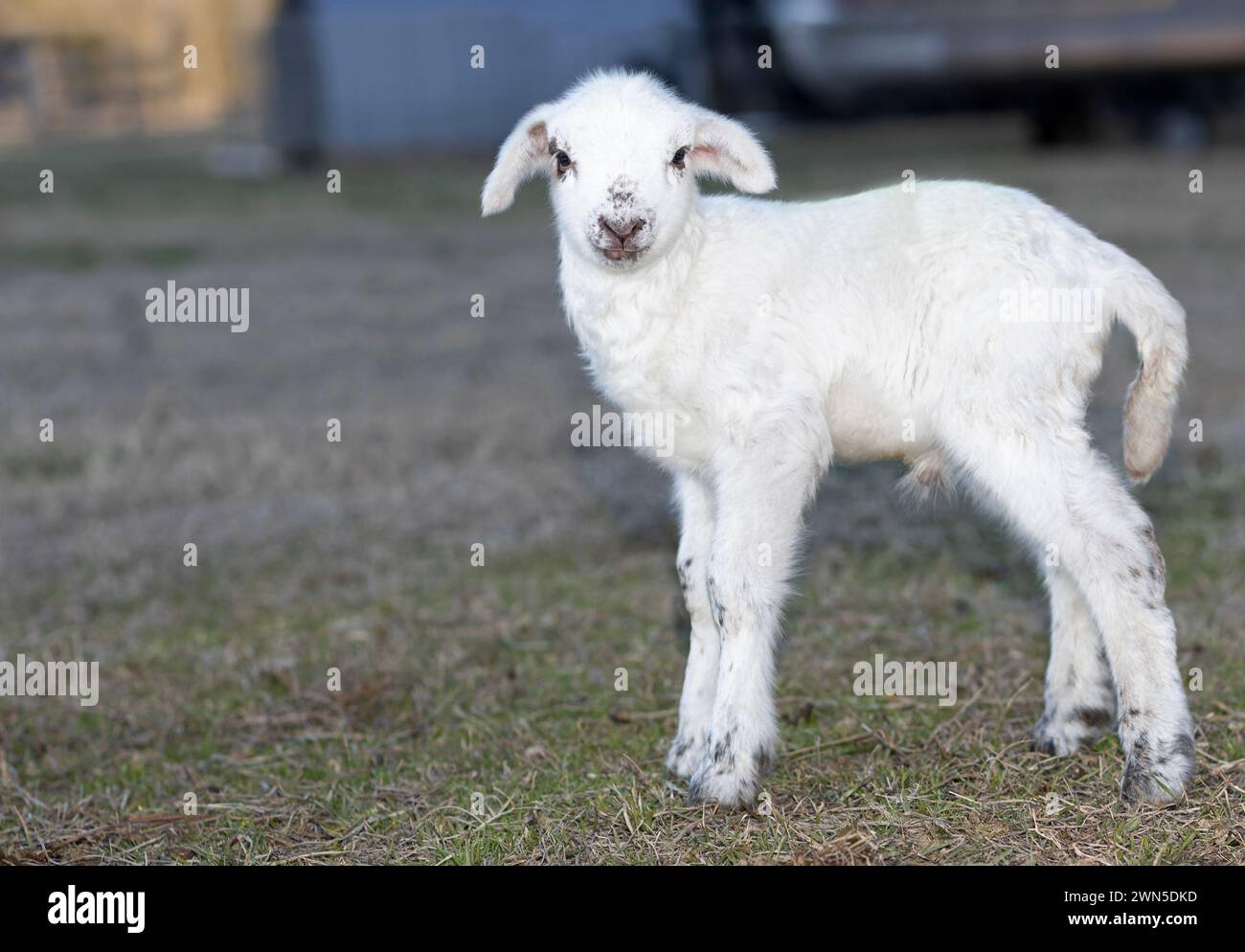 Agnello di pecora Katahdin di soli due giorni di età maschile e di colore bianco, in piedi su un paddock in una parte rurale della Carolina del Nord vicino a Raeford. Foto Stock