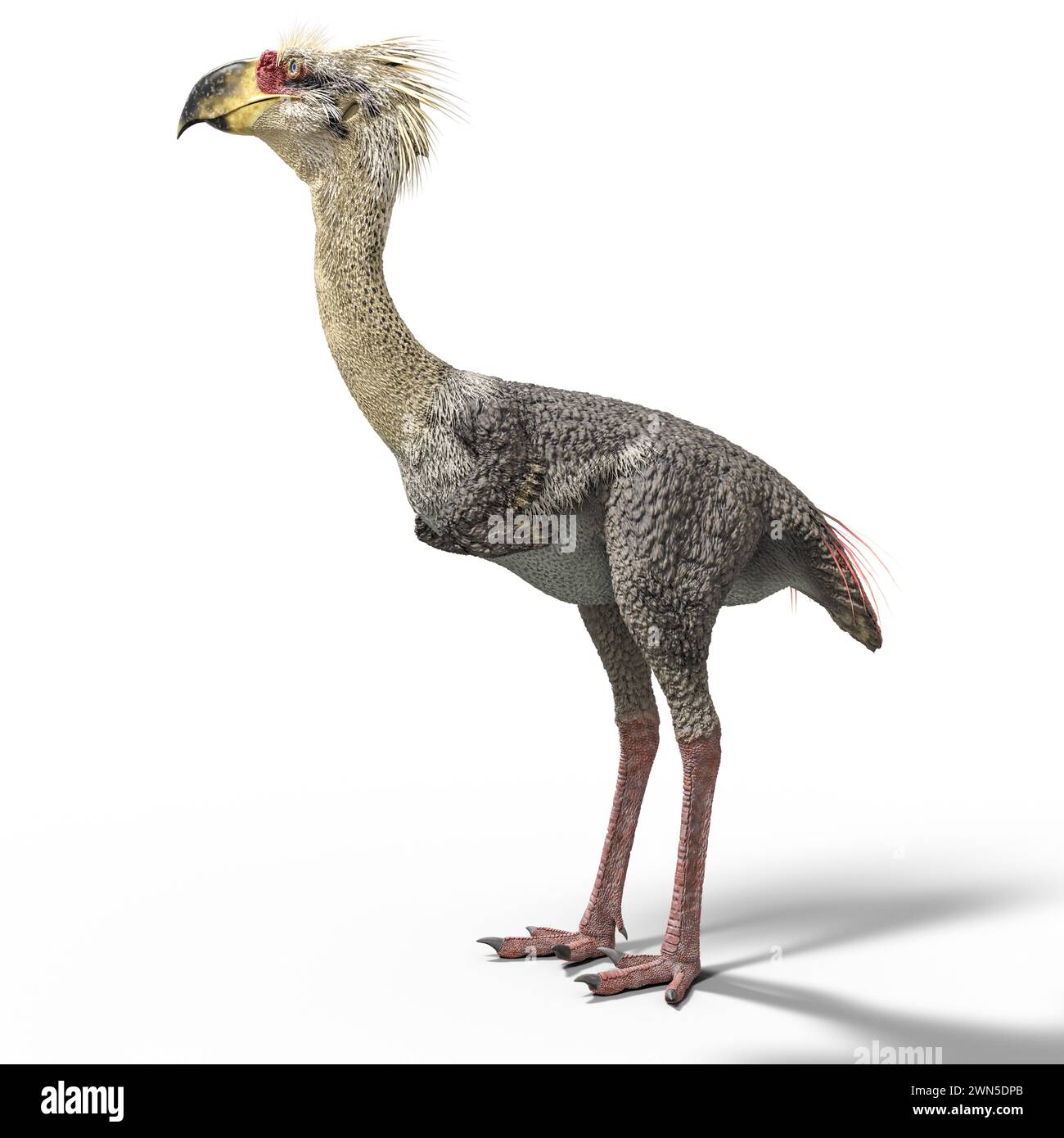 Phorusrhacos è un genere estinto di giganteschi uccelli terroristici senza volo che abitavano il Sud America durante il Miocene Foto Stock