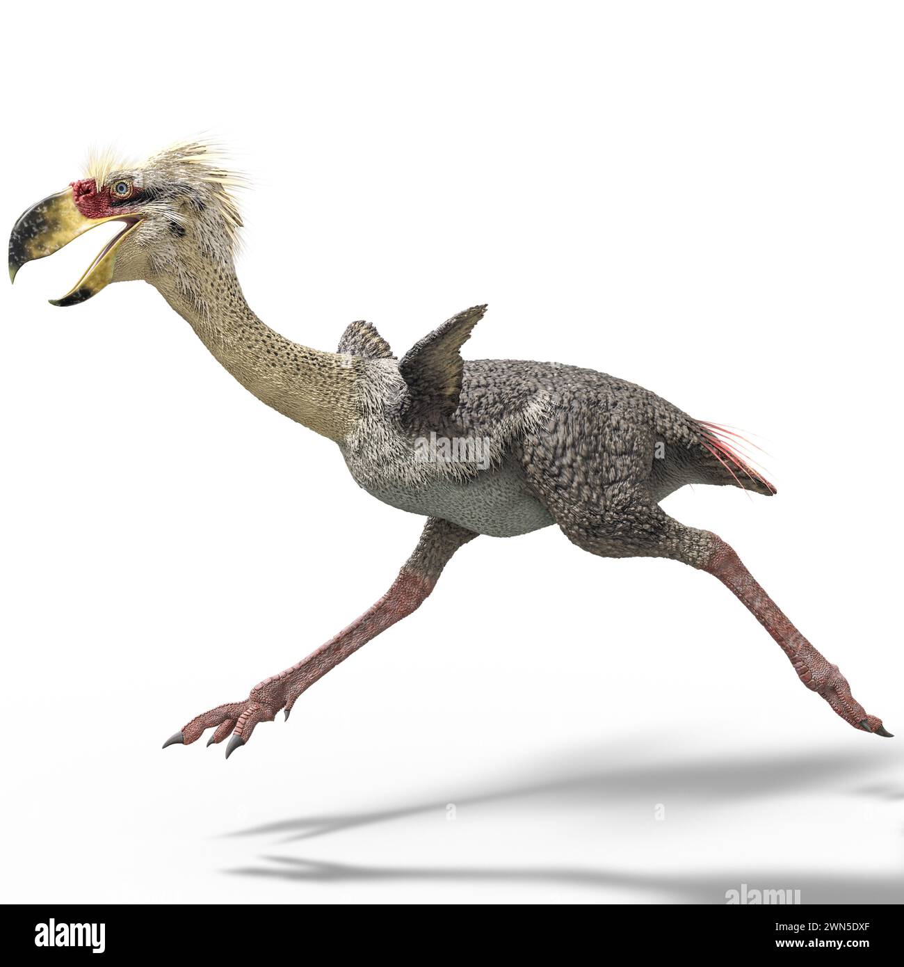 Phorusrhacos è un genere estinto di giganteschi uccelli terroristici senza volo che abitavano il Sud America durante il Miocene Foto Stock
