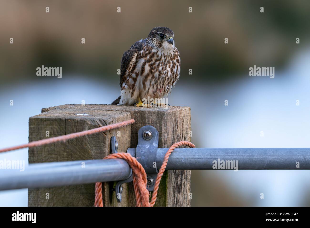 merlino eurasiatico (Falco columbarius aesalon) femmina arroccata su una recinzione di legno lungo il campo in fine inverno Foto Stock