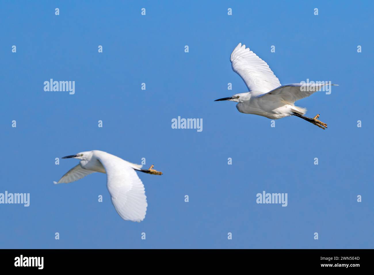 Due piccole egrette (Egretta garzetta) in volo contro il cielo azzurro lungo la costa del Mare del Nord nel tardo inverno Foto Stock