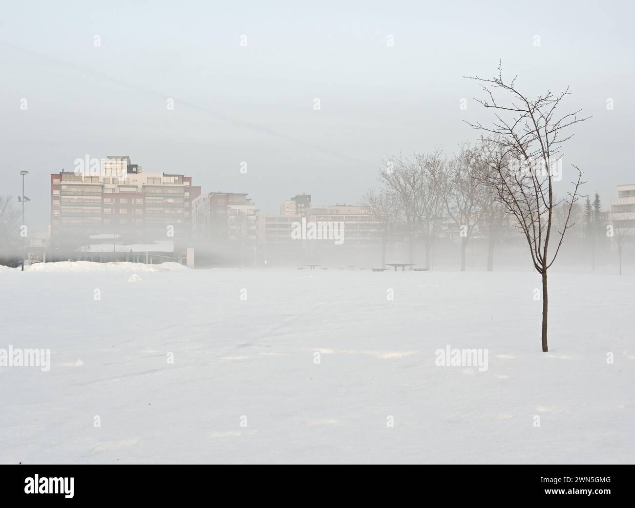 Un tranquillo paesaggio invernale mostra un parco ricoperto di neve con alberi senza foglie e edifici avvolti dalla nebbia sullo sfondo Foto Stock