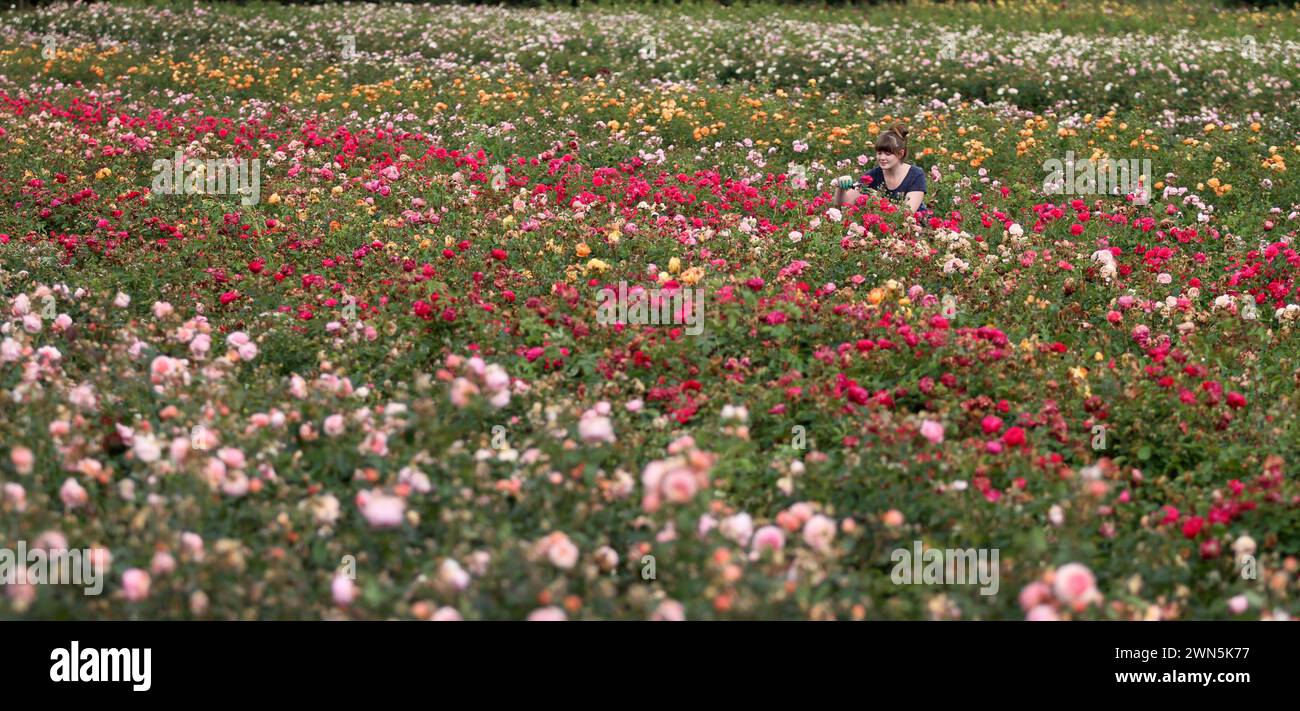 28/08/12 Rose Breeding Assistant, Rhian Kearney, 22 anni, controlla le piante di rose di quest'anno. Questo maltempo summerÕs può essere un soggetto spinoso per ga Foto Stock