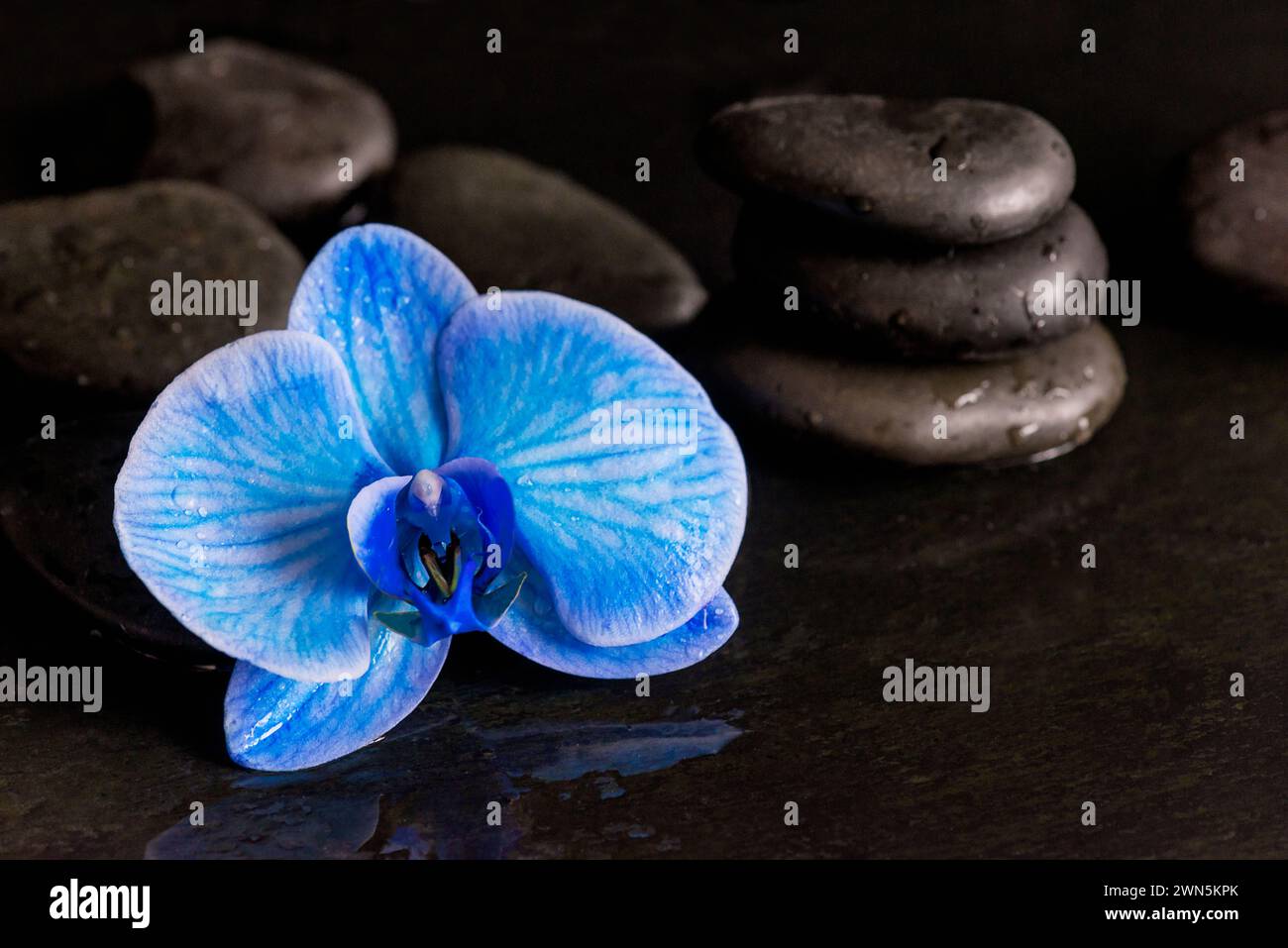 Fiore di orchidea blu e pietre da massaggio nere con gocce d'acqua Foto Stock