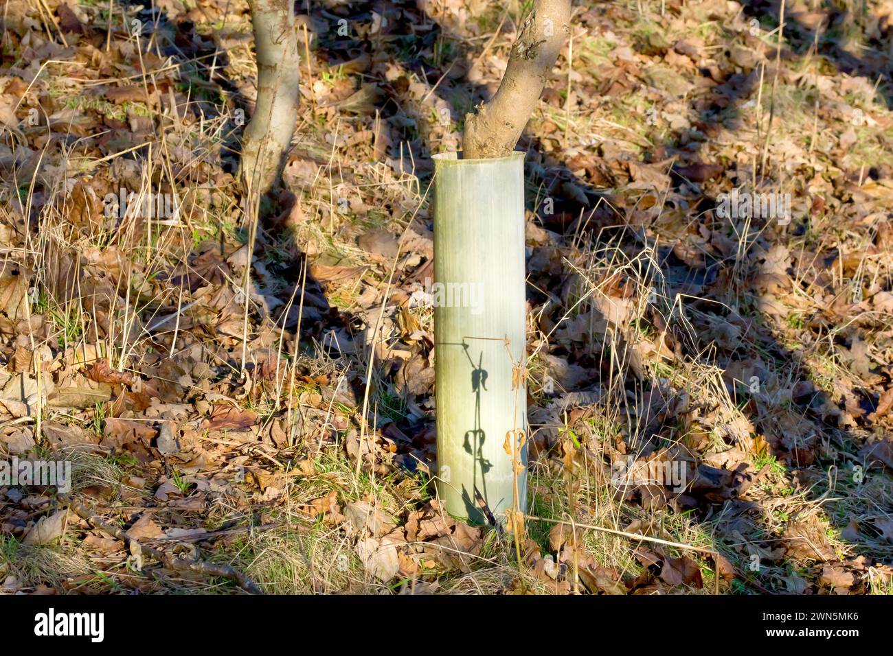 Primo piano che mostra un tubo protettivo di plastica, un manicotto o un protettore che circonda il tronco di un giovane albero di quercia in un legno appena piantato. Foto Stock