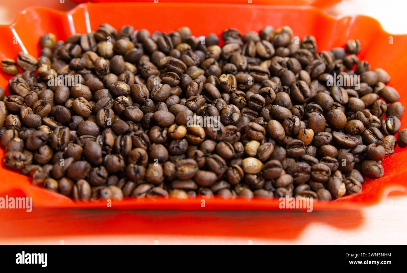 I chicchi di caffè arabica selezionati tostati sono in vassoio di plastica rosso, foto ravvicinata con messa a fuoco morbida selettiva Foto Stock