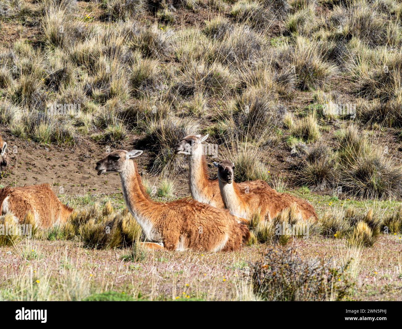 Guanaco animali che giacciono nel prato, nell'avalley Valle Chacabuco, Parque Patagonia, Patagonia, Cile Foto Stock