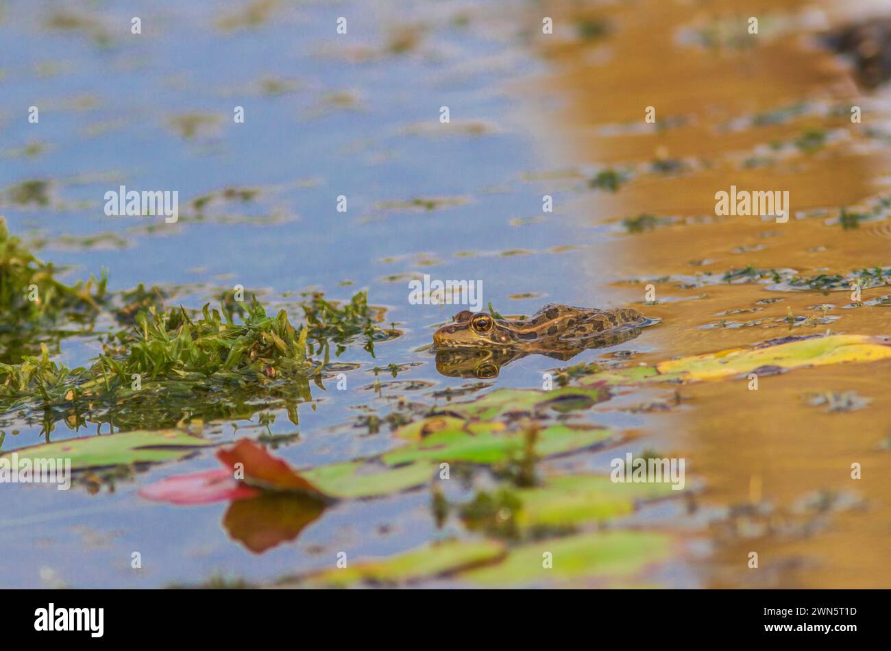 Rana tra i tappetini di giglio nello stagno vicino a Laredo, Texas. Foto Stock