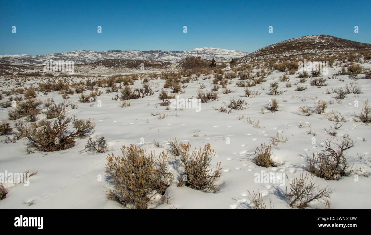 Ambientazione invernale nell'alto deserto con pennello e neve a Round Valley vicino a Park City, Utah, Stati Uniti. Foto Stock