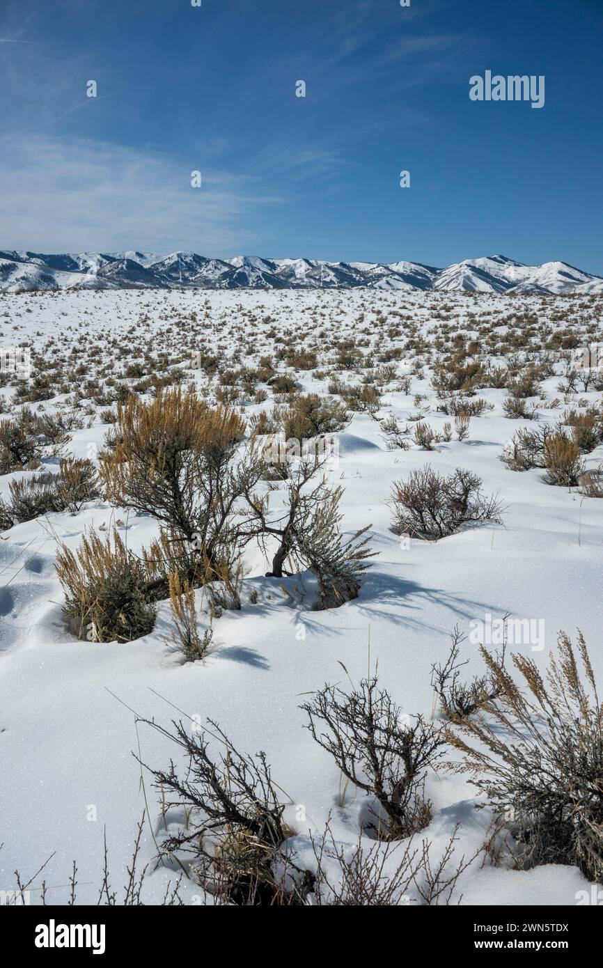 Ambientazione invernale nell'alto deserto con pennello e neve a Round Valley vicino a Park City, Utah, Stati Uniti. Foto Stock