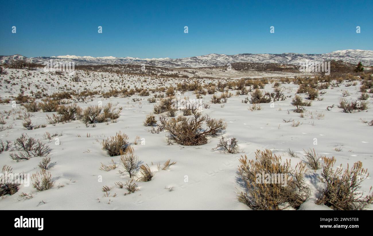 Ambientazione invernale nell'alto deserto con pennello e neve a Round Valley vicino a Park City, Utah, Stati Uniti. Foto Stock