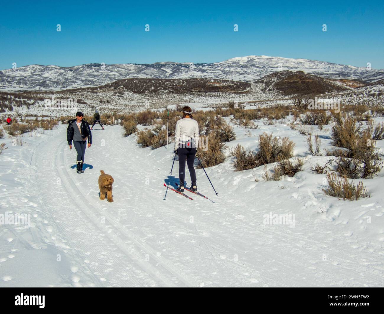 Ambientazione invernale con gli sciatori di fondo e i loro cani nell'alto deserto con pennello e neve a Round Valley vicino a Park City, Utah, Stati Uniti. Foto Stock