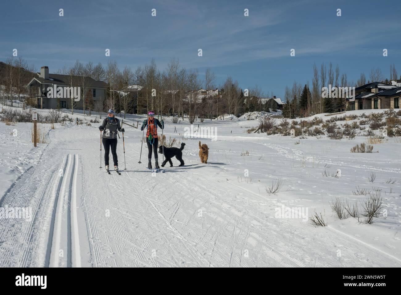 Ambientazione invernale con gli sciatori di fondo e i loro cani nell'alto deserto con pennello e neve a Round Valley vicino a Park City, Utah, Stati Uniti. Foto Stock