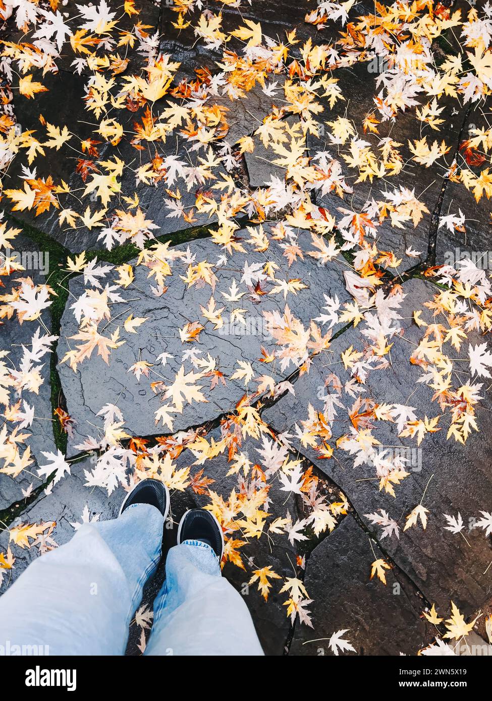 Persona in piedi sul pavimento bagnato ricoperta di foglie autunnali cadute, vista dall'alto dei piedi con scarpe casual. Foto Stock