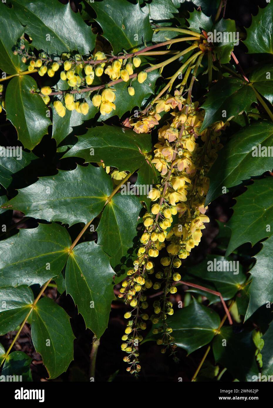 Mahonia x media "Carità" Foto Stock