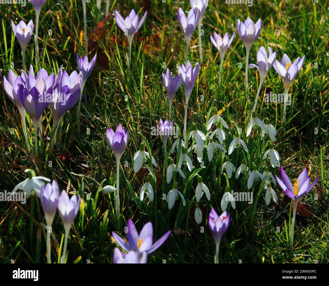 Un giardino in tarda inverno si anima di gocce di neve e croco Foto Stock