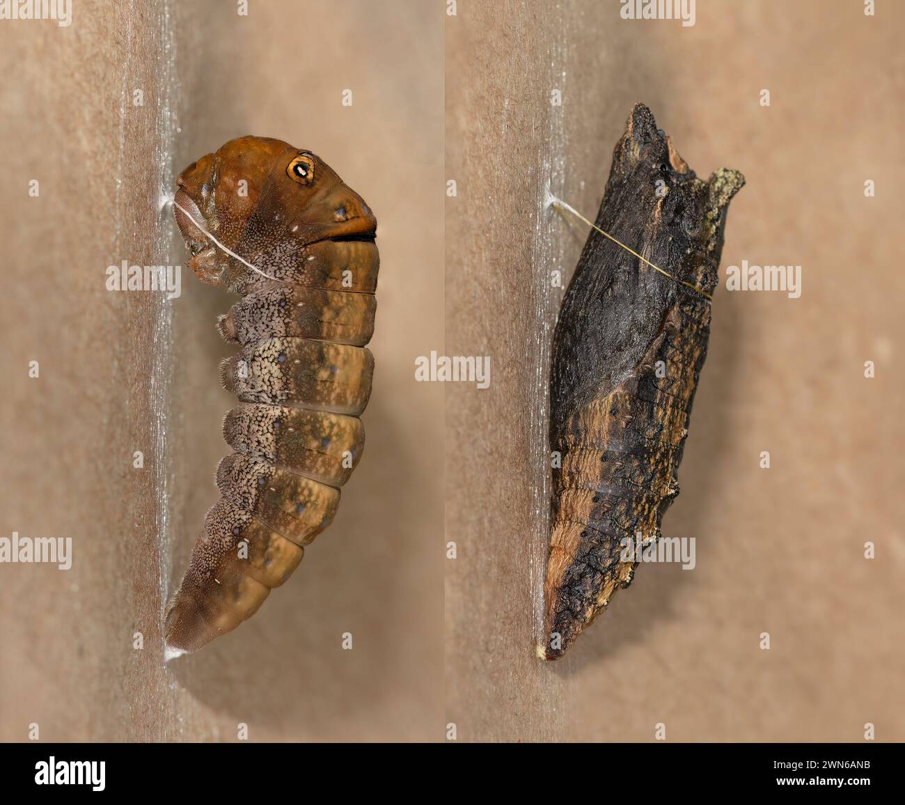 Le macro affiancate di una tigre occidentale (Papilio rutulus) i pilastri caterpillari cambiano in crisalide - prima e dopo. Foto Stock