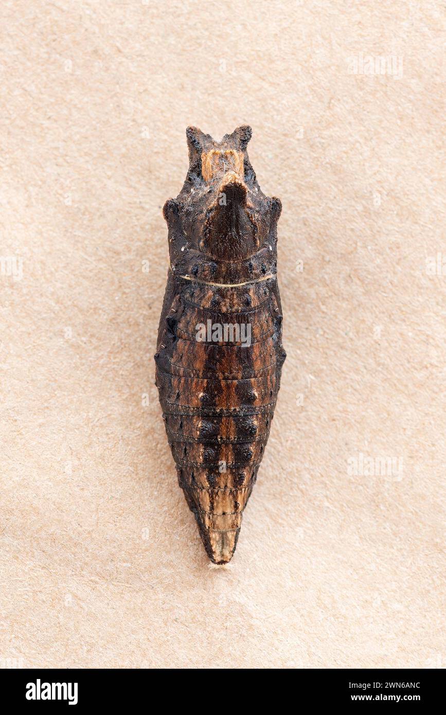 Macro di una tigre occidentale coda forduta (Papilio rutulus) farfalla crisalide Foto Stock