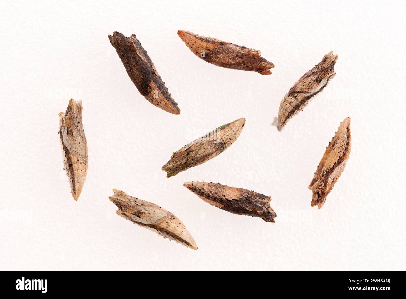 Macro di coda di rondine di tigre orientale (Papilio glaucus) farfalla crisalide - sfondo bianco Foto Stock