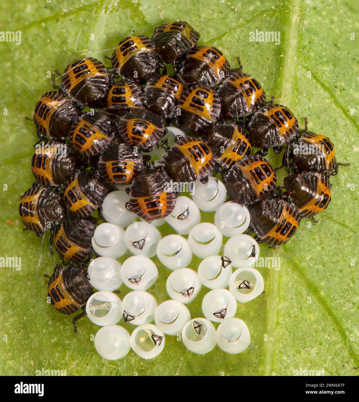 Macro di un gruppo di insetti puzzolenti marmorati schiusa (Halyomorpha halys) accanto alle uova. Foto Stock