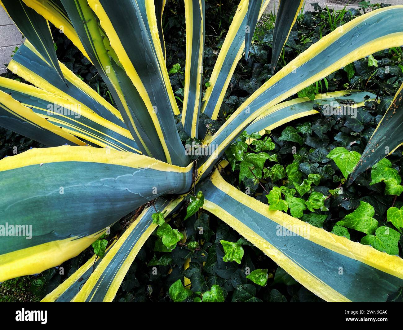 Agave americana var. Marginata, nota anche come pianta del secolo, maguey, o aloe americana Foto Stock