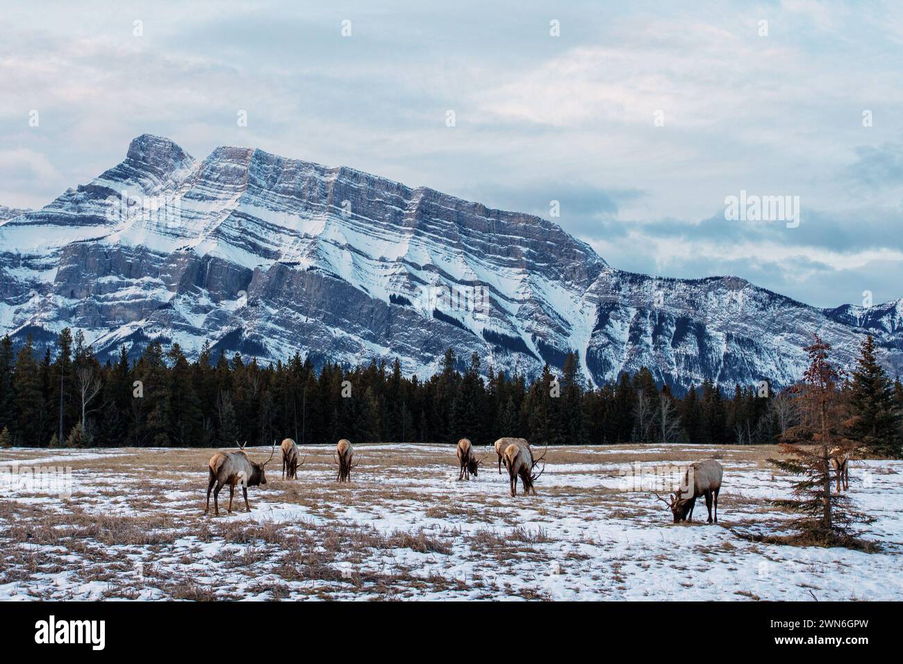 Branco di alci selvaggi di montagna che pascolano nel Banff National Park, Alberta, Canada, con Rundle Mountain sullo sfondo. Foto Stock