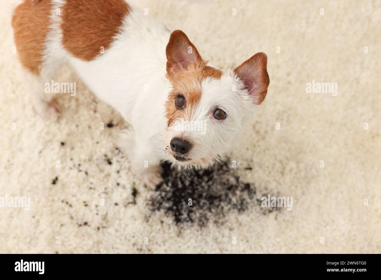 Bel cane vicino alla macchia di fango sul tappeto al coperto, sopra la vista Foto Stock