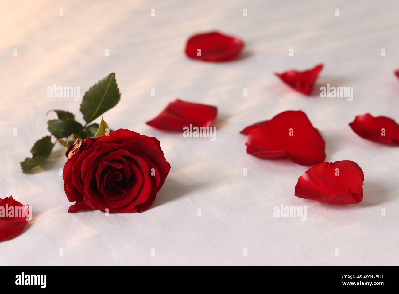 Luna di miele. Bellissimo fiore di rosa e petali sul letto, primo piano Foto Stock