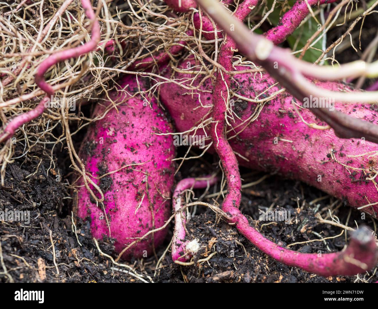 Patate dolci viola o rosse, germogli e radici che sono cresciuti e scavati da una pentola nell'orto della cucina Foto Stock