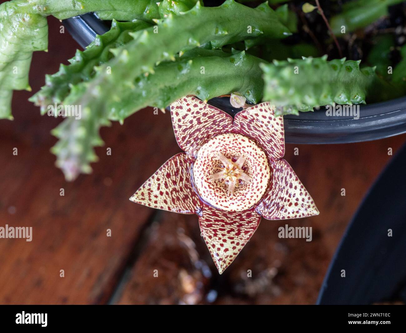 Variegato giallo marrone Stapelia o Starfish fiore è uno strano succulente strano che sembra sbalorditivo, ma odori come la carne marciume per attirare mosche Foto Stock