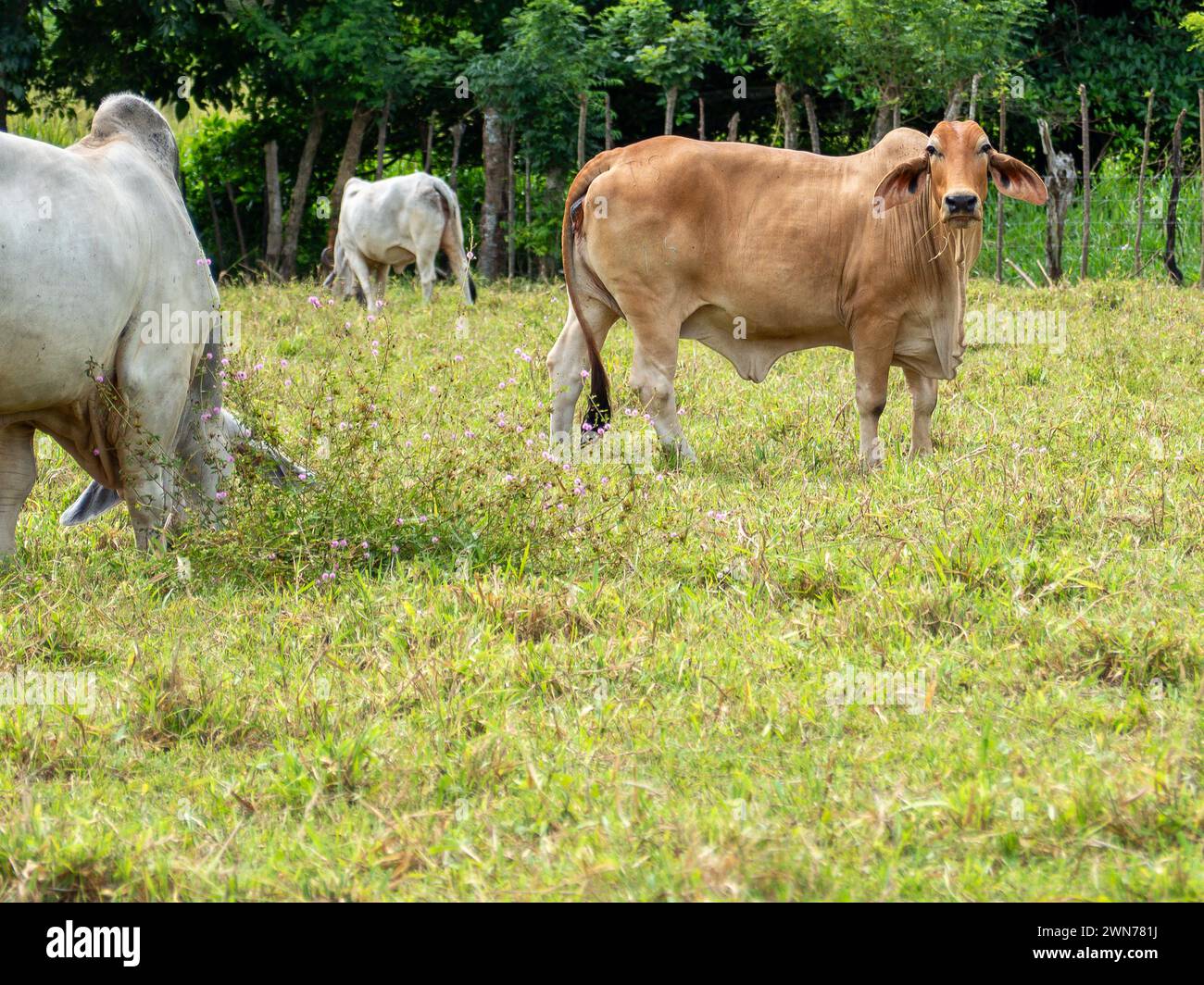 Mucche in pascoli aperti a Panama Foto Stock