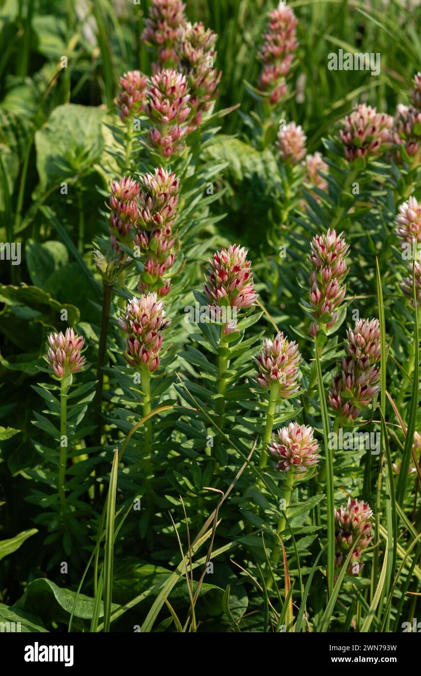 Lo scalogno rosso (Rhodiola rhodantha), o corona della regina, un tipo di sedum, cresce vicino al lago Marie sotto Medicine Bow Mountain nel Wyoming. Foto Stock