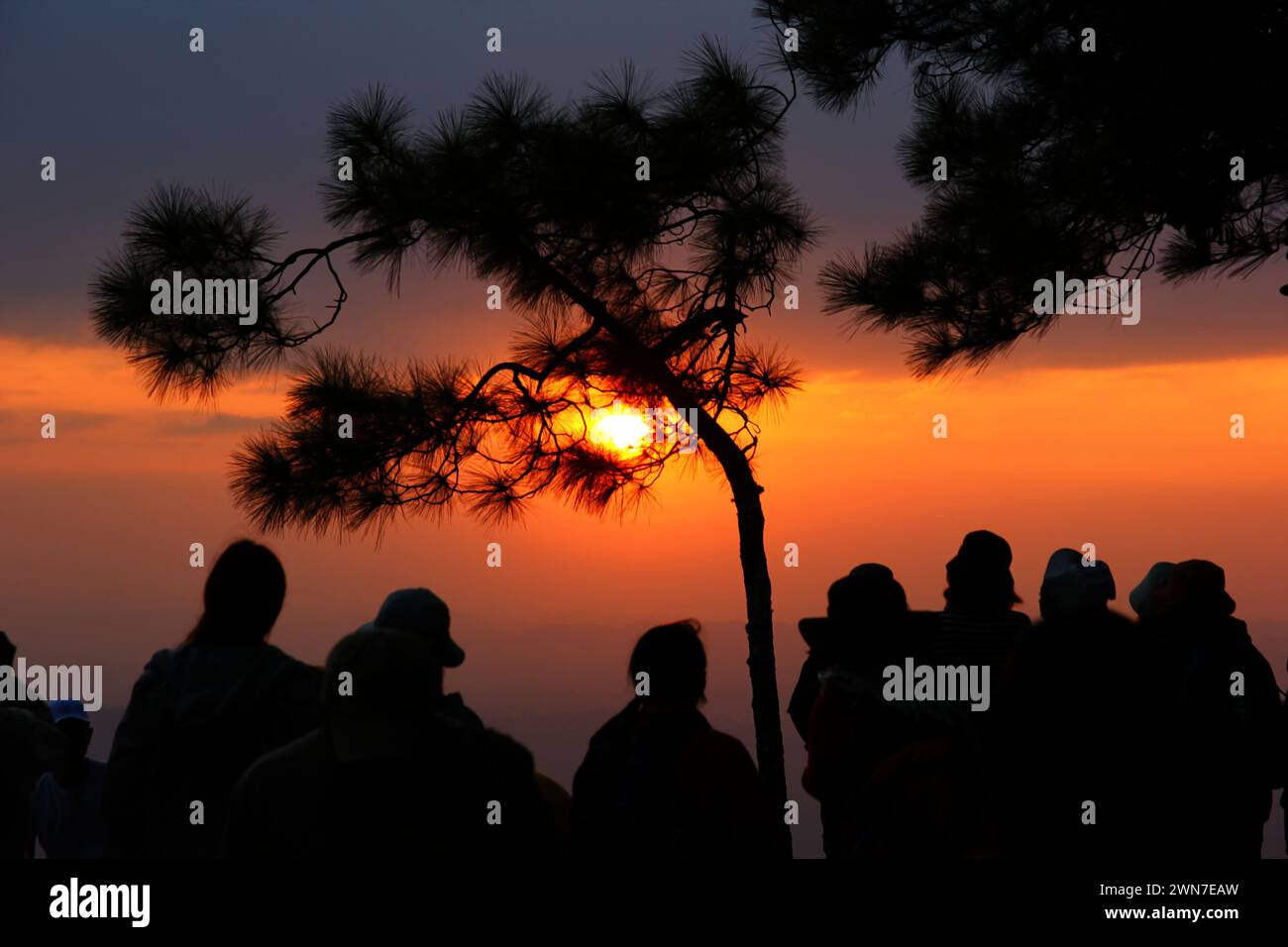pino sagomato con tramonto o alba sullo sfondo naturale astratto del cielo Foto Stock