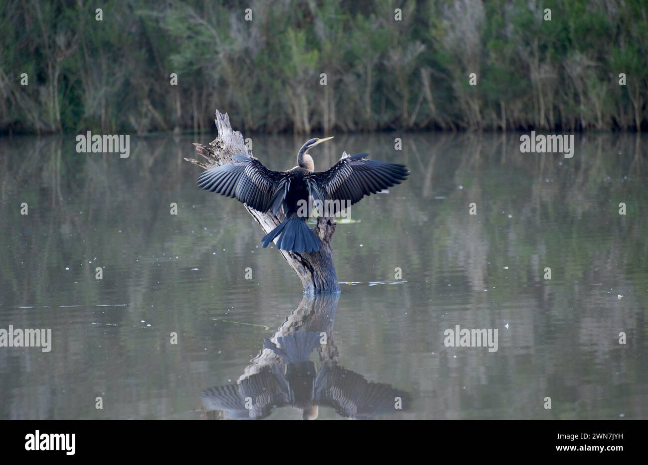 Il lago Jells Park è molto popolare tra gli uccelli acquatici - questo Darter (Anhinga melanogaster) stava asciugando le ali dopo un'immersione - si spera - di successo. Foto Stock