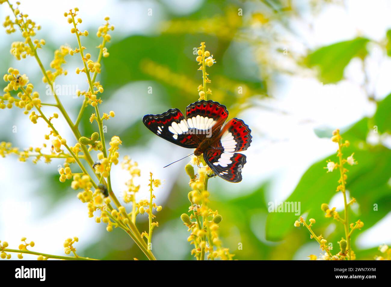 Primo piano di una bellissima farfalla che impollina i fiori di una pianta da frutto longan. Foto Stock