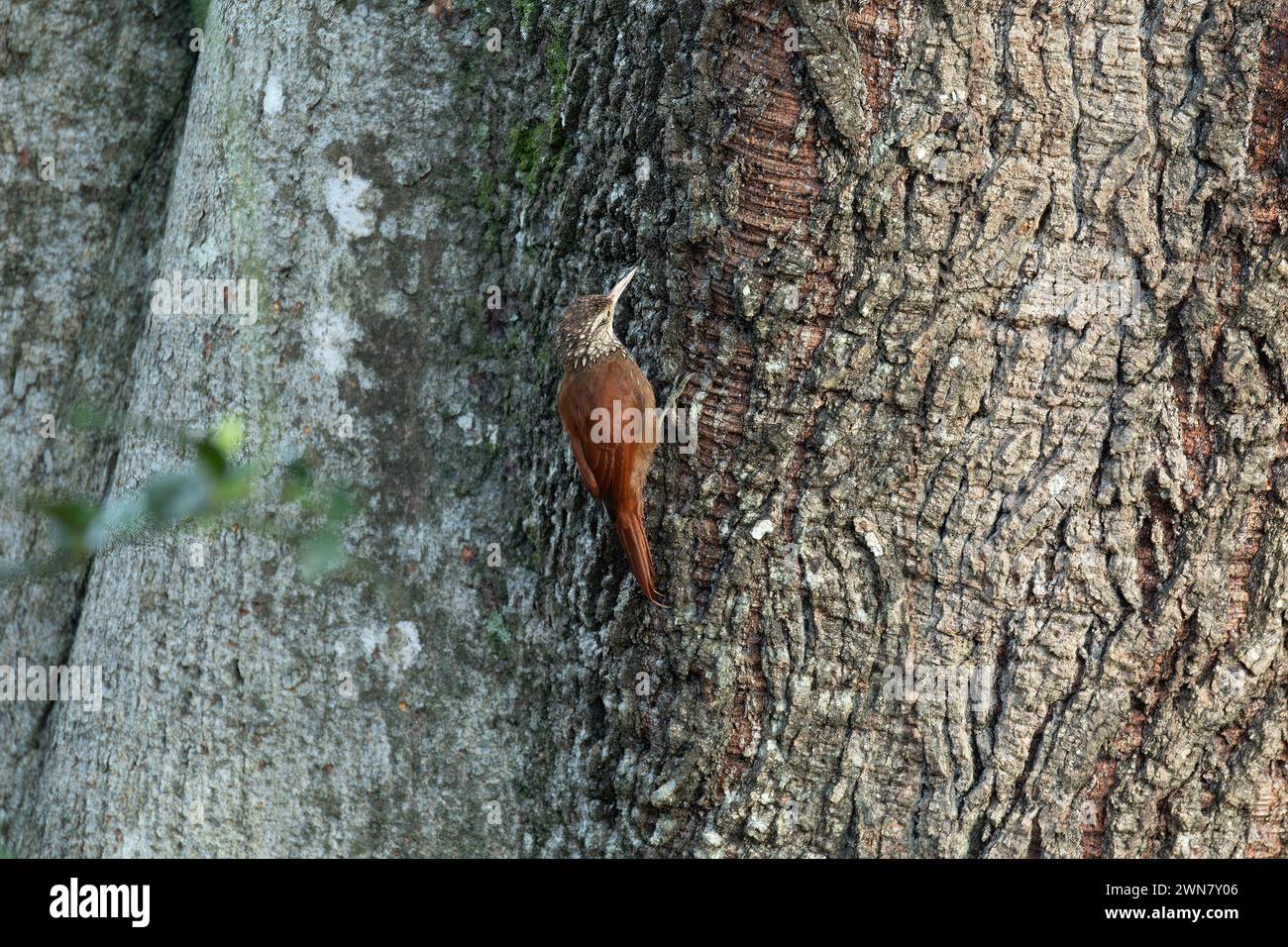Falegname a becco dritto (Dendroplex picus), specie di uccelli della sottofamiglia Dendrocolaptinae. Rionegro, dipartimento di Antioquia. Fauna selvatica e birdwa Foto Stock