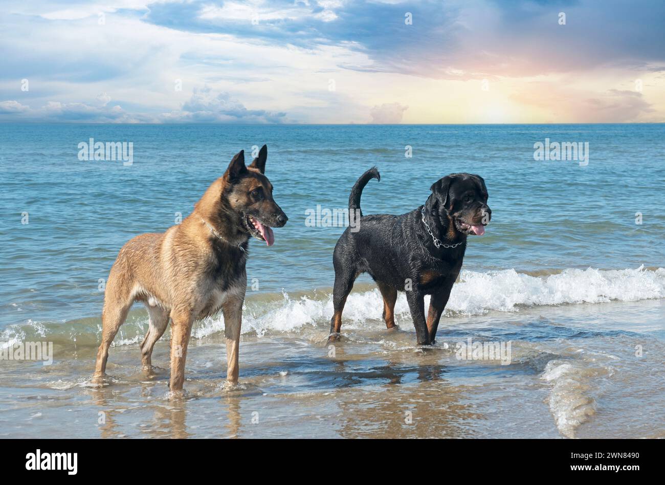 giovane rottweiler e malinois sulla spiaggia Foto Stock