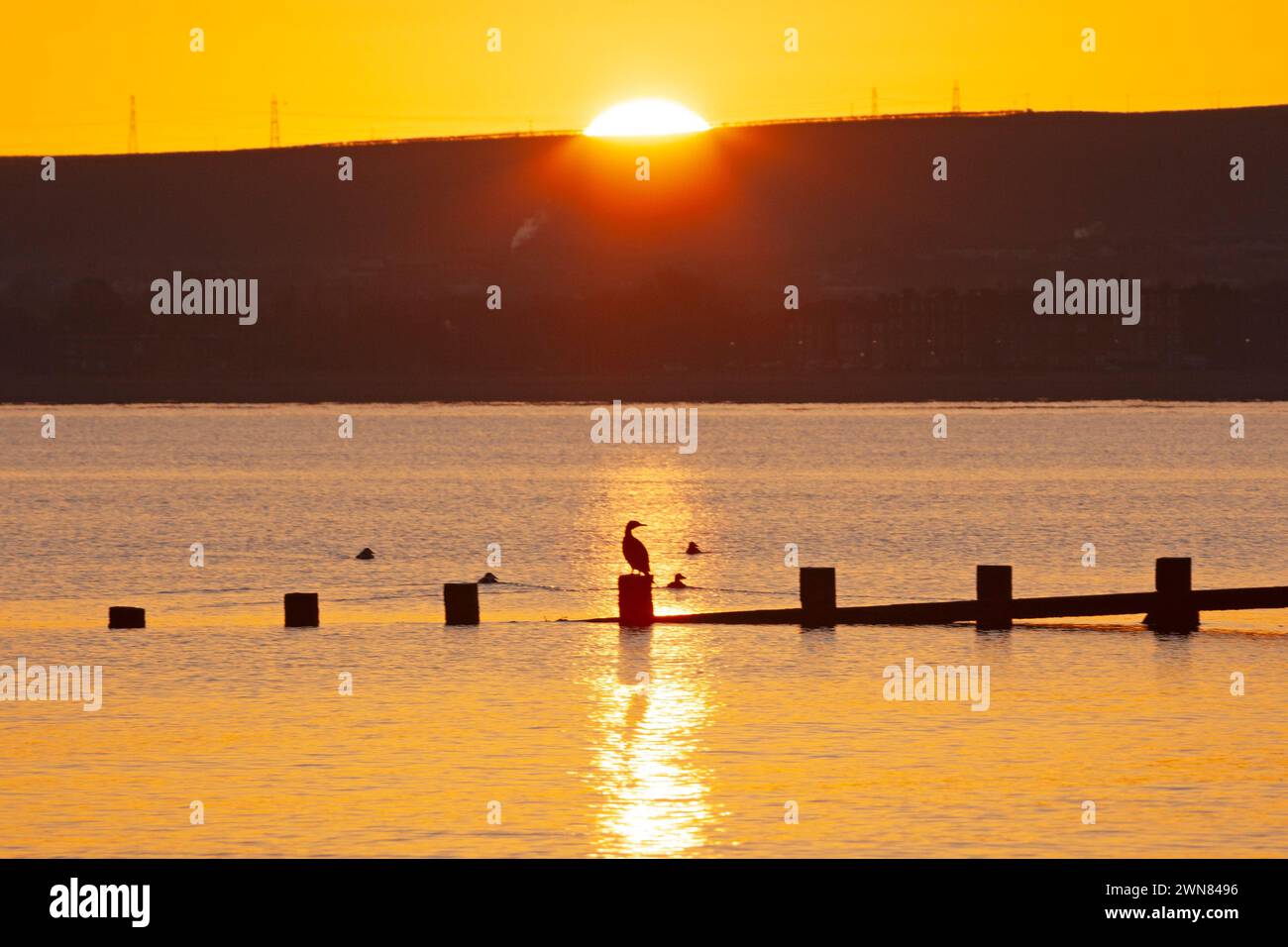 Portobello, Edimburgo, Scozia, Regno Unito. 1 marzo 2024. Temperatura appena al di sotto del gelo per l'inizio di marzo sul mare vicino al Firth of Forth. Nella foto: Uno Shag arroccato sulla spiaggia di Groyne che si gode il calore del sole nascente. Credito: Arch White/alamy notizie dal vivo. Foto Stock