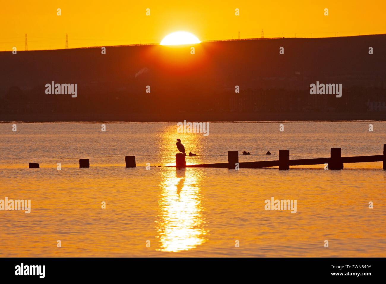 Portobello, Edimburgo, Scozia, Regno Unito. 1 marzo 2024. Temperatura appena al di sotto del gelo per l'inizio di marzo sul mare vicino al Firth of Forth. Nella foto: Uno Shag arroccato sulla spiaggia di Groyne che si gode il calore del sole nascente. Credito: Arch White/alamy notizie dal vivo. Foto Stock