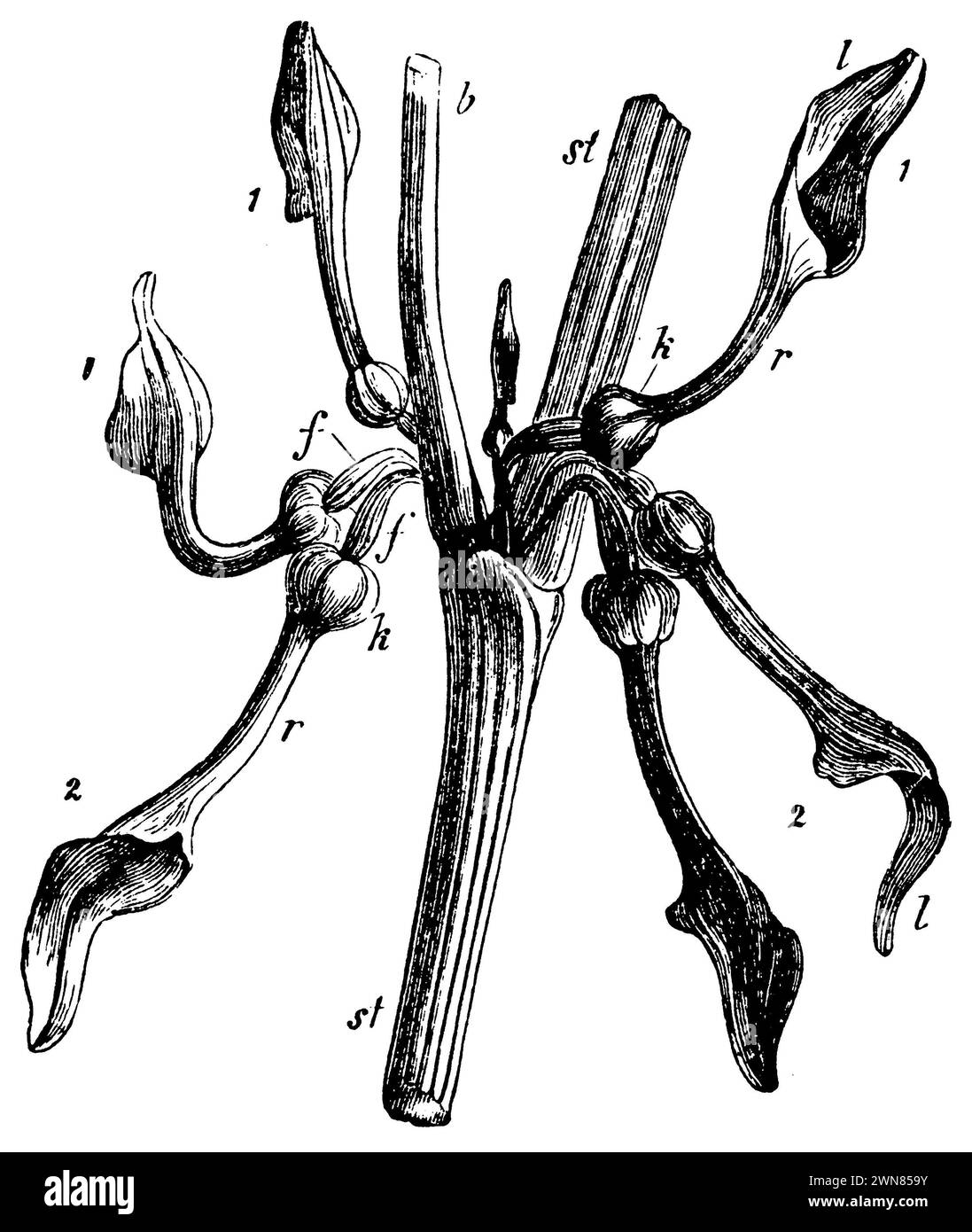mosto di nascita, 1. fiori verticali non ancora fertilizzati, 2. Fiori pendenti fertilizzati, Aristolochia clematitis (libro botanico, ca. 1900), Aufrechte Osterluzei, 1. aufrechte, noch nicht befruchtete, 2. Befruchtete hängende Blüten, Aristoloche clématite1. fleurs verticales non encore fécondées, 2. fleurs pendantes fécondées Foto Stock