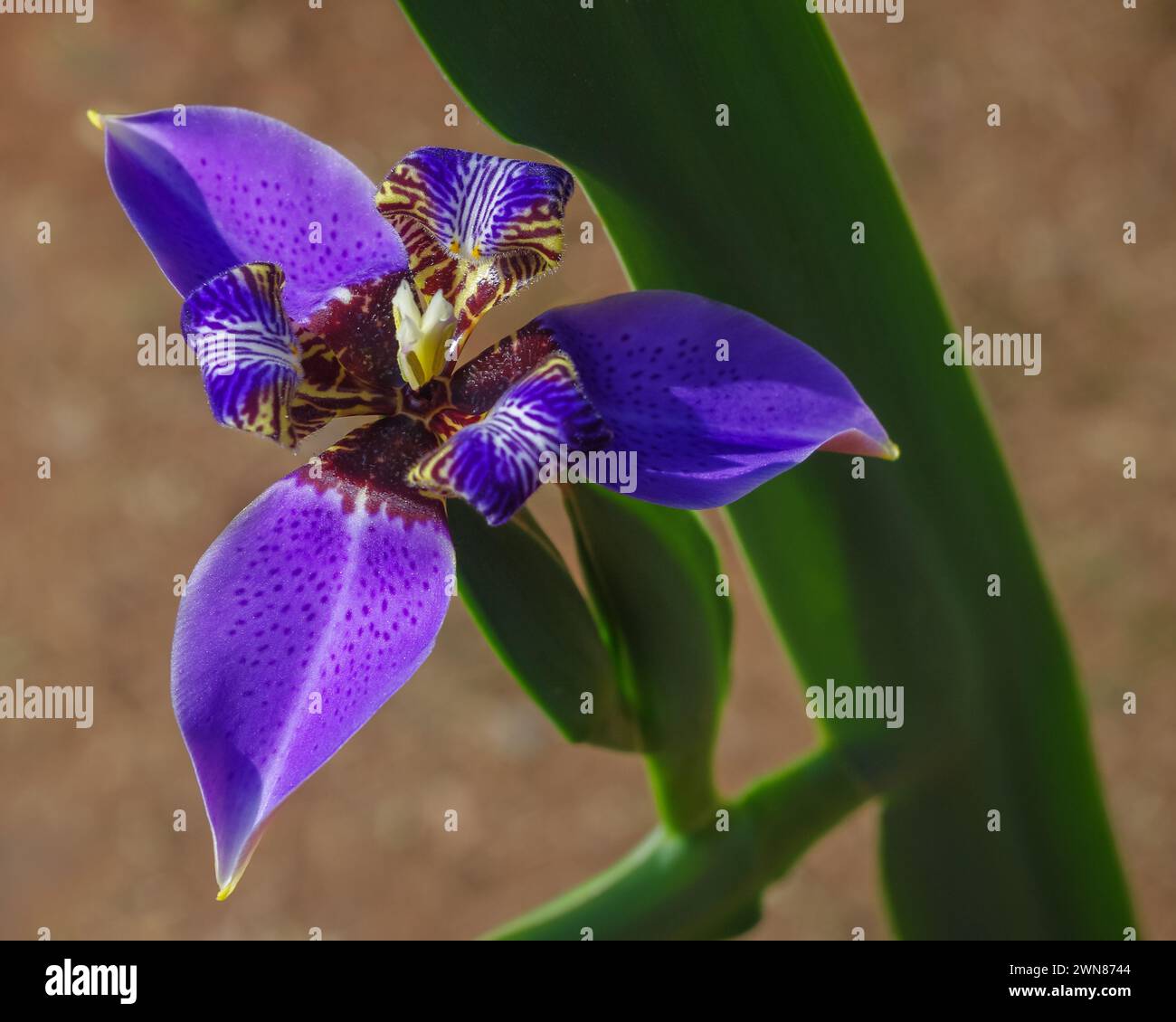 Vista ravvicinata del luminoso fiore neomarica caerulea viola, noto anche come Iris da passeggio o Iris d'apostolo isolato all'aperto su sfondo naturale Foto Stock