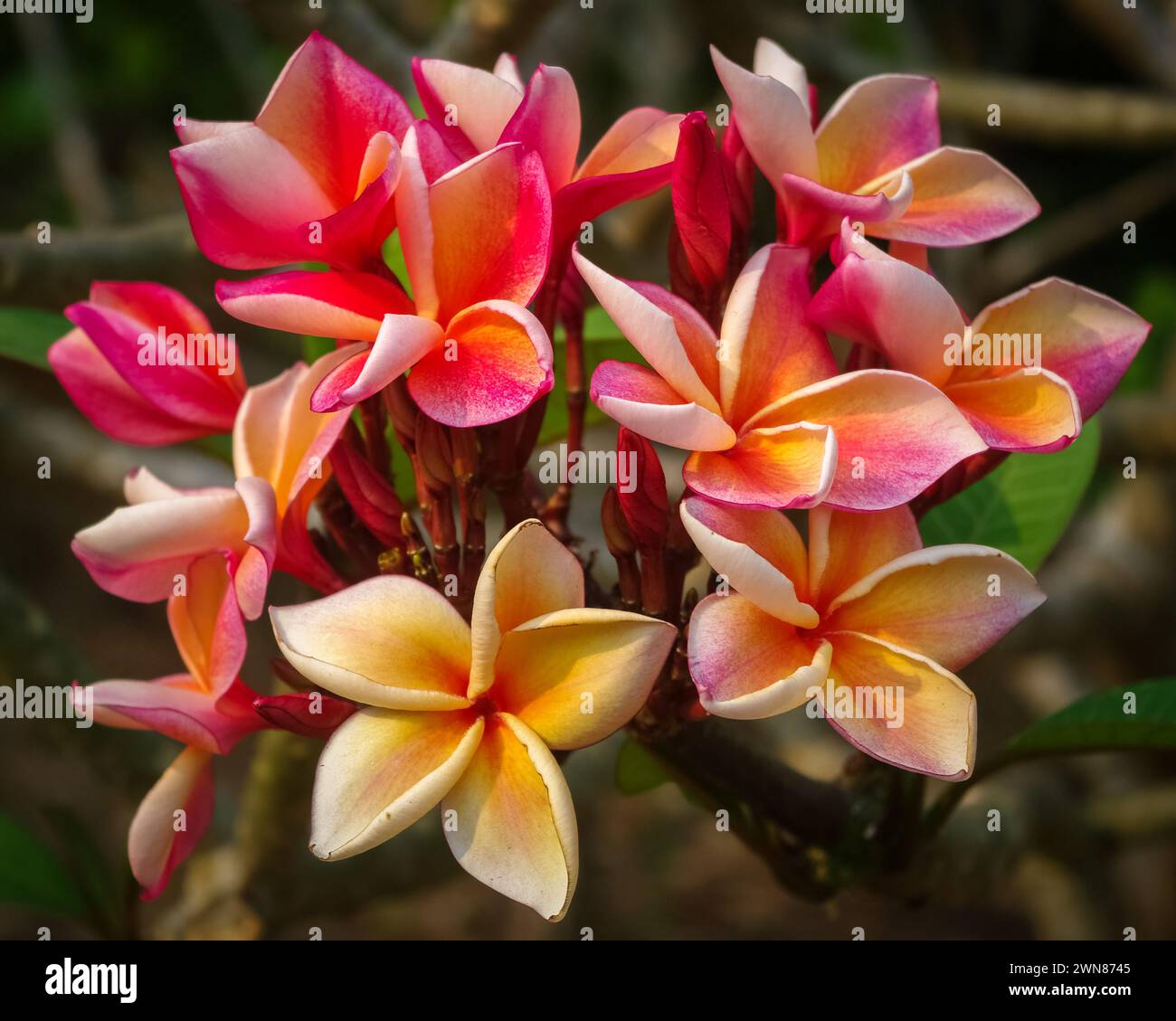 Vista ravvicinata di plumeria o frangipani rosa brillante su sfondo naturale Foto Stock