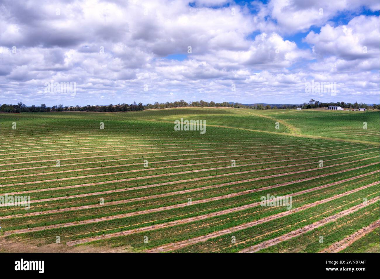 Vista aerea di un lussureggiante verde campi agricoli, frutteto di noci di macadamia sotto un cielo nuvoloso Foto Stock