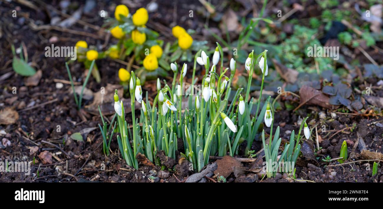 Panorama Snowdrops in primavera in un letto con aconiti invernali sullo sfondo Foto Stock